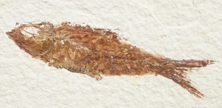 Bargain Knightia Fossil Fish - Wyoming #10907